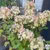Hydrangea paniculata 'Panflora' - Aedhortensia 'Panflora' P9/0,55L